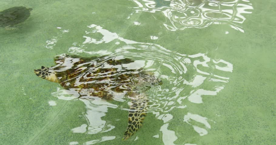 Swimming sea turtle in clear waters marine environment wildlife underwater view nature conservation
