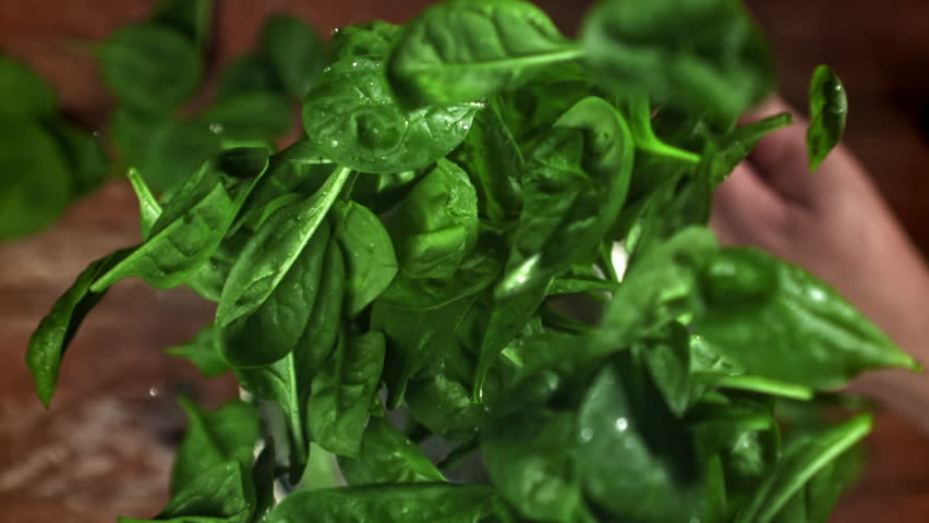 The chef tosses spinach in a saucepan. Filmed on a high-speed camera at 1000 fps. High quality FullHD footage