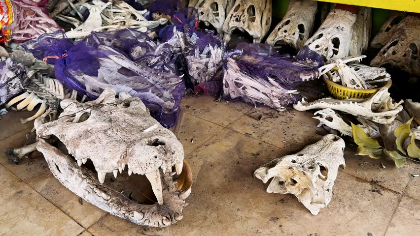 dry crocodile bones in large quantities on a farm. Sequence showing close-ups of teeth in the skull of a large crocodile caught by Asmat tribespeople in the village of Yaosakor after it had killed