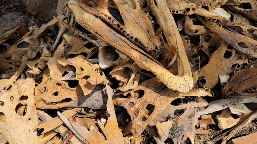 dry crocodile bones in large quantities on a farm. Sequence showing close-ups of teeth in the skull of a large crocodile caught by Asmat tribespeople in the village of Yaosakor after it had killed