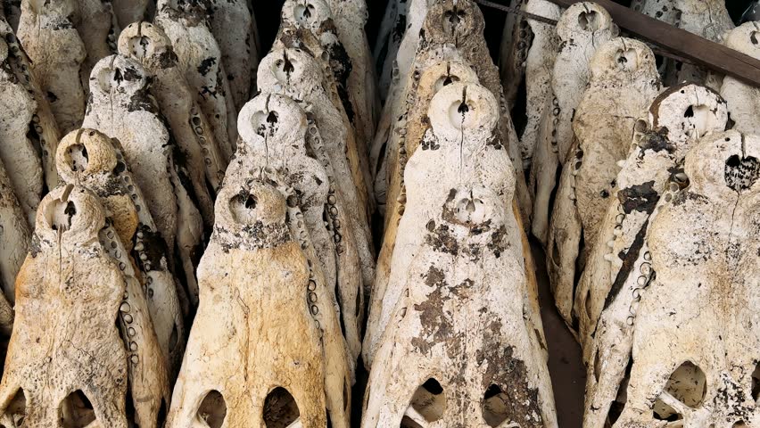 dry crocodile bones in large quantities on a farm. Sequence showing close-ups of teeth in the skull of a large crocodile caught by Asmat tribespeople in the village of Yaosakor after it had killed