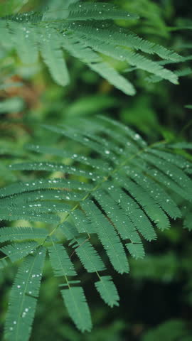Dew covered tropical leaves after rain
