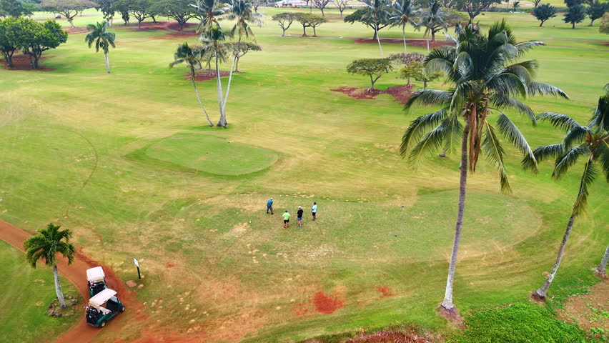 Four men play golf on the field with palm trees growing on. Players go to the golf cars. Aerial view. Sport in Hawaii, USA.