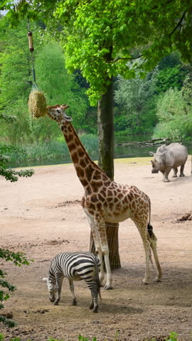 Giraffe eats dry grass , zebra and rhino chew on food: safari animals at Burgers Zoo, attraction in Arnhem, the Netherlands, travel Europe