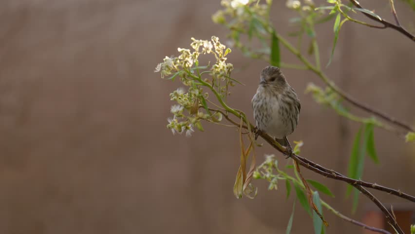 Birds and animals in southeastern Arizona, USA. Filmed Spring of 2025