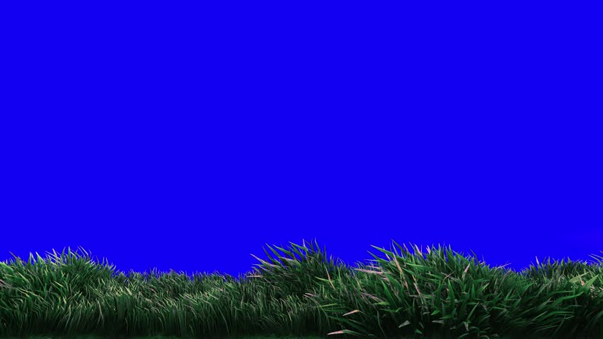 This stock motion graphics video includes a clip of a Distant Grass Blue Screen