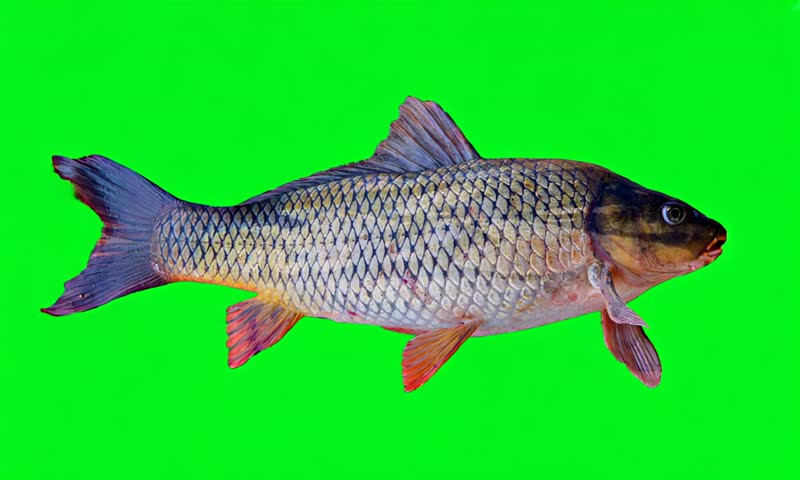 Big crucian carp live fish isolated on green background. Fish green screen animal for advertising and design.