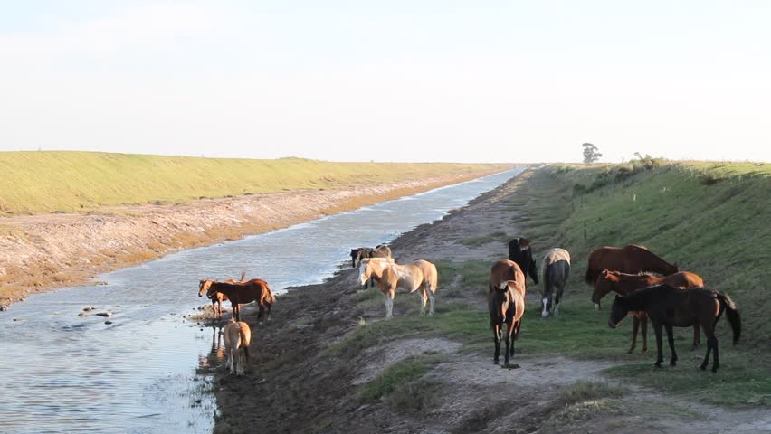 Wild horses grazing on the river bank in the Latin American Pampa of Argentina, guided by the stallion forms a beautiful herd of virgin nature.