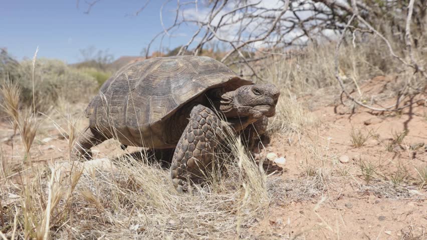 4k video with a wide angle view of a Mojave Desert Tortoise as it ambles through the desert past the camera, giving it a brief glance, on a sunny spring day in Confluence Park, Southern Utah USA.