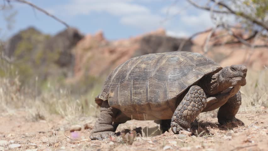 A wide angle 4k video of a Mojave Desert Tortoise ambling along stopping to eat milkvetch flowers in the desert landscape of Confluence Park in Southern Utah USA on a sunny spring day. 