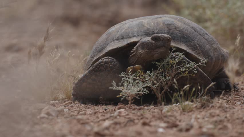 A Mojave Desert Tortoise pauses behind a couple of tiny sagebrush plants on a sunny spring day in Confluence Park, UT USA for a few seconds before turning around and ambling away from the camera.
