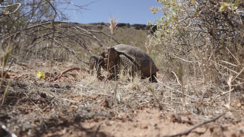 4k short video of a Mojave Desert Tortoise ambling up to the camera and sniffing it on a sunny spring day in the desert of Southern Utah USA, before going around it on the left.
