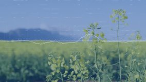 Yellow rapeseed stalks being rendered in 3D field scene, showing dotted waveform and numeric data. Nature, agriculture, technology, outdoor, landscape, innovation, science - Powered by Shutterstock - Get 15% off with code: PIKWIZARD15