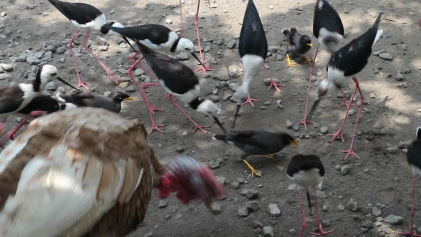 A group of long-legged birds (Himantopus leucocephalus), Goose, and several other types of birds that compete for food in the park