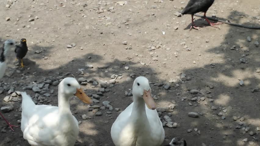 A group of long-legged birds (Himantopus leucocephalus), Goose, and several other types of birds that compete for food in the park