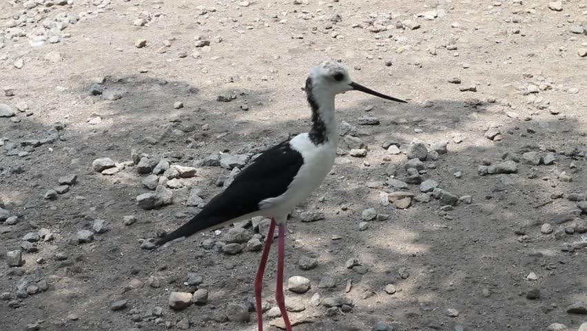 A long-legged bird (Himantopus leucocephalus) walks and looks for food in the park