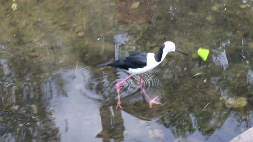 A long-legged bird (Himantopus leucocephalus) walks and foraging for food on a pond in the park