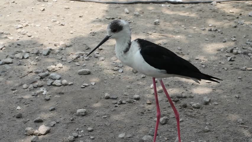 A long-legged bird (Himantopus leucocephalus) walks and looks for food in the park