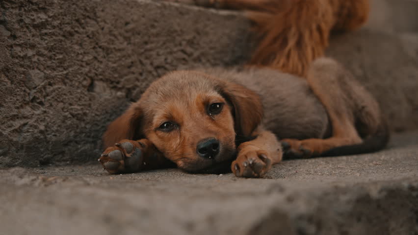 Small stray Dog Resting Outdoors