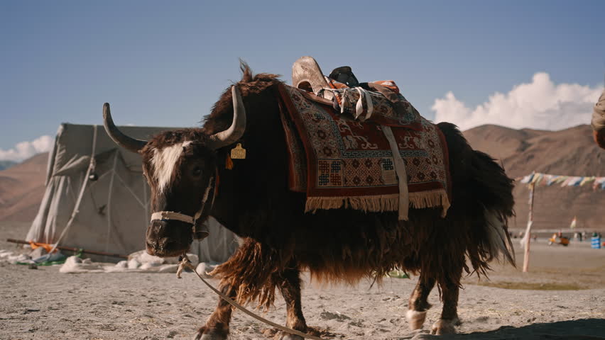 Decorated Yak in Himalayan Landscape