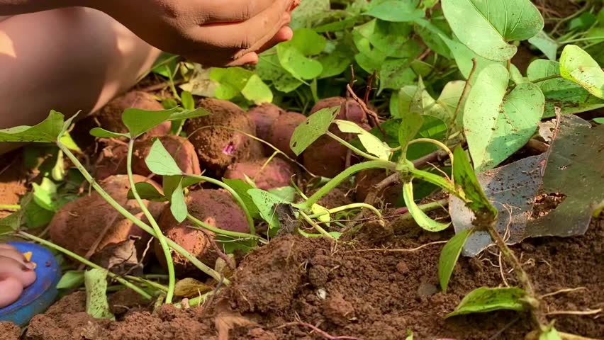 A person is harvesting purple sweet potatoes in the field