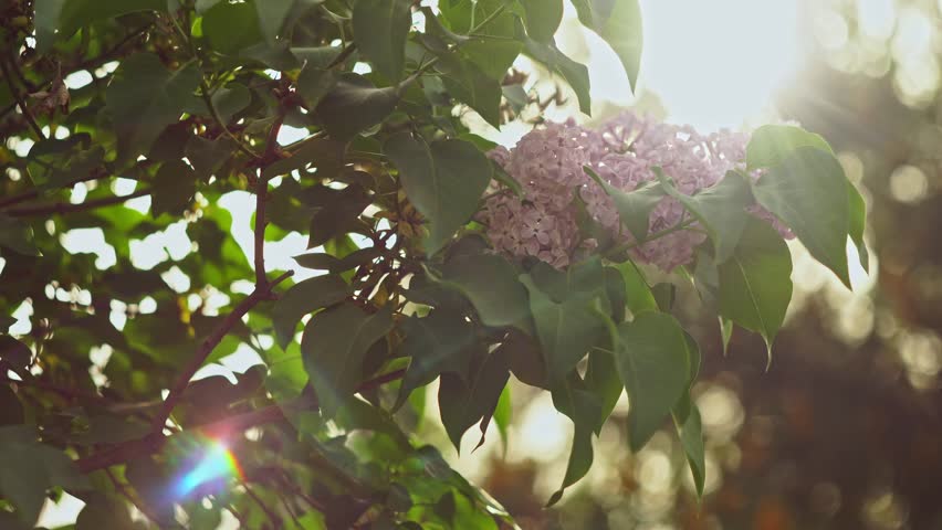 The sun shines behind the lilac flower