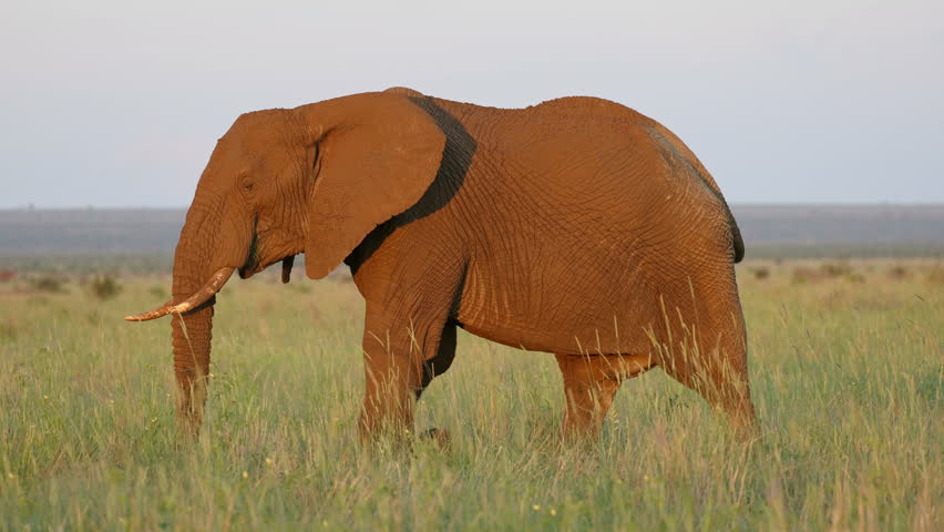 An African elephant bull (Loxodonta africana) walking in natural habitat, Madikwe game reserve, South Africa