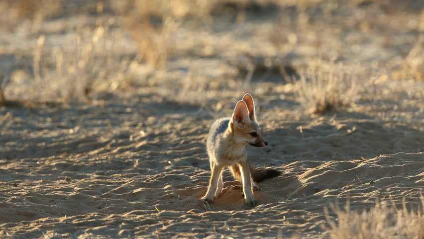 An alert Cape fox (Vulpes chama) in natural habitat, Kalahari desert, South Africa