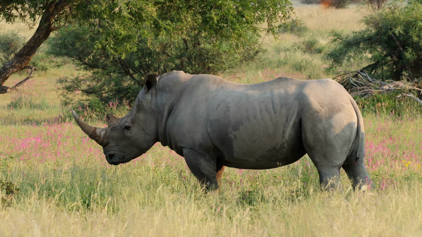 An endangered white rhinoceros (Ceratotherium simum) standing in natural habitat, South Africa