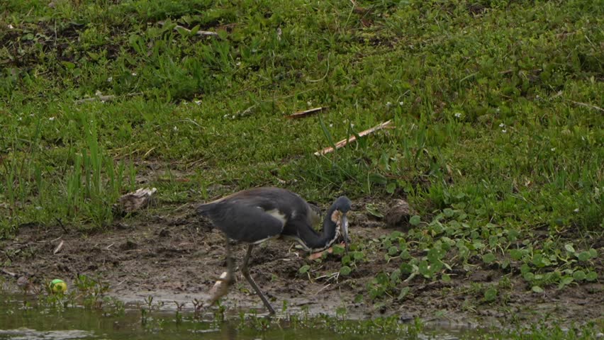 Tri-colored heron fishing in a pond in Florida