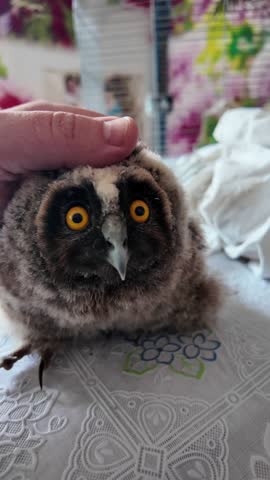 Long-eared owl chick. Little owl. Man petting owl. Bird blinking its eyes. Slow motion video.