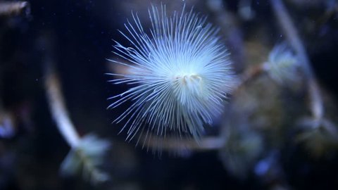 shot of fish and sea life in an aquarium
