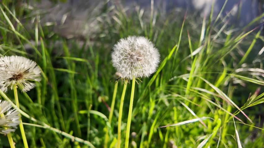 white dandelion slow motion video. dandelion swaying in the wind slow motion video.