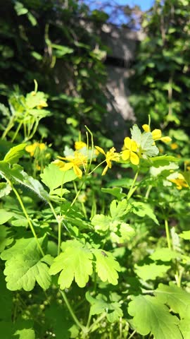 Chelidonium slow motion video. Chelidonium sways in the wind slow motion video. Celandine bush.