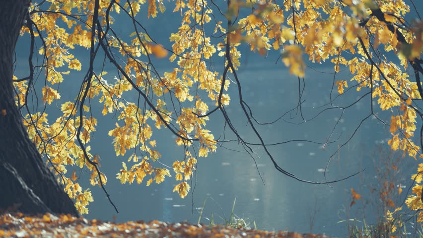 Old oak tree limbs heavy with fall foliage stretch over a glassy pond in the heart of Prague’s Liboc. Parallax video.