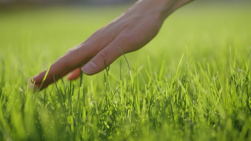 Woman hand gently grazing verdant grass blades, experiencing natural landscape's softness under warm sunlight, connecting with lush meadow environment
