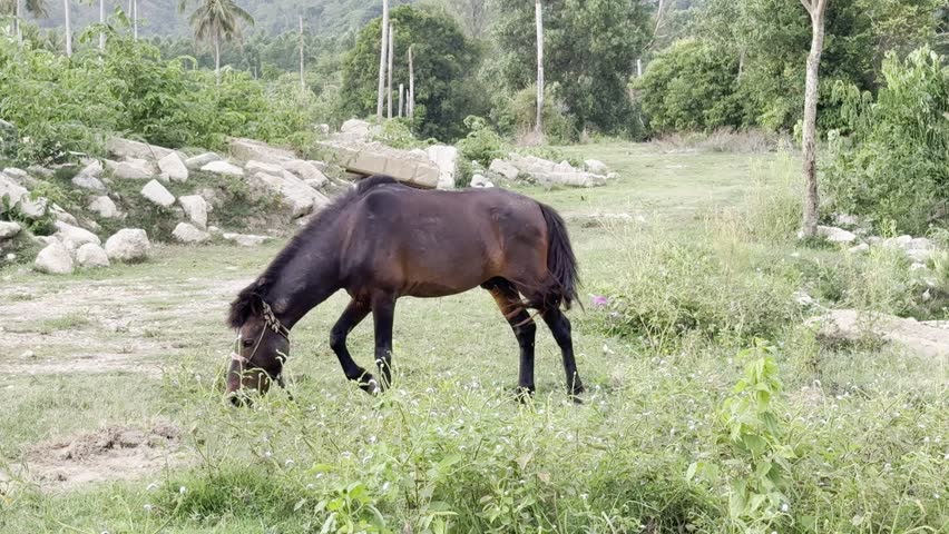 Young stallion grazing on summer meadow, swatting away insects by shaking mane, tail, and body, creating muscle vibrations while continuing to munch on grass. Closeup of horse movements. Nature Sounds