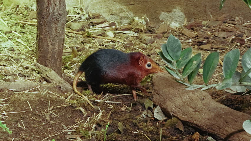 Black And Red Elephant Shrew In The Wild 