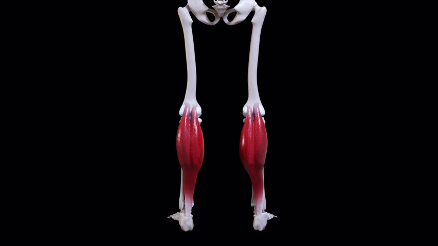 This 3d animation shows a back view of the gastrocnemius muscle  movement 