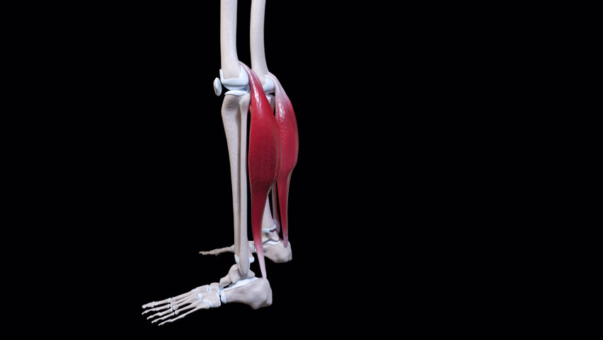 This 3d animation shows a side view of the gastrocnemius muscle  movement 