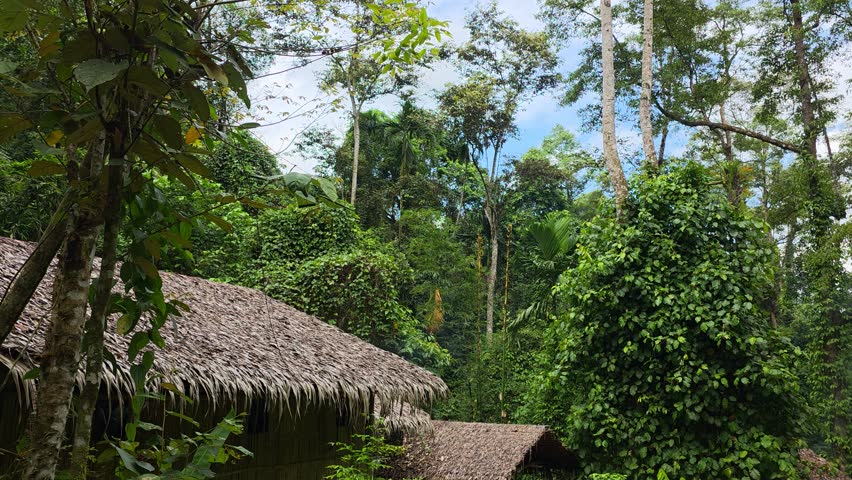 View of traditional thatched roofs peeking out from the dense, green tropical forest at the cultural village near Kota Kinabalu, Malaysia