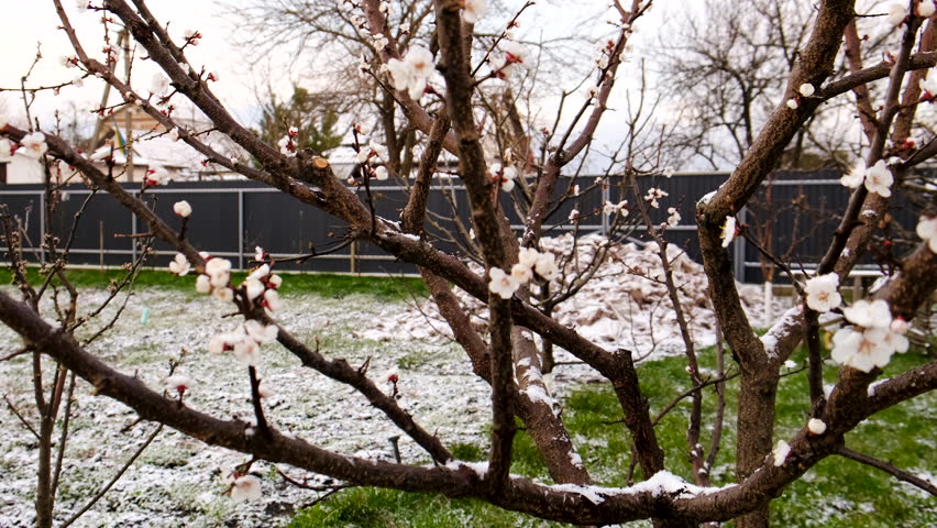 Trees bloom snow spring. Selective focus.