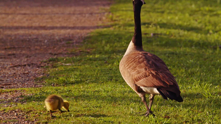 Life begins softly—goslings explore in a calming slow-motion video.