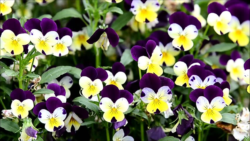 Stepmother flowers (Viola tricolor) vibrate tremulously in the wind