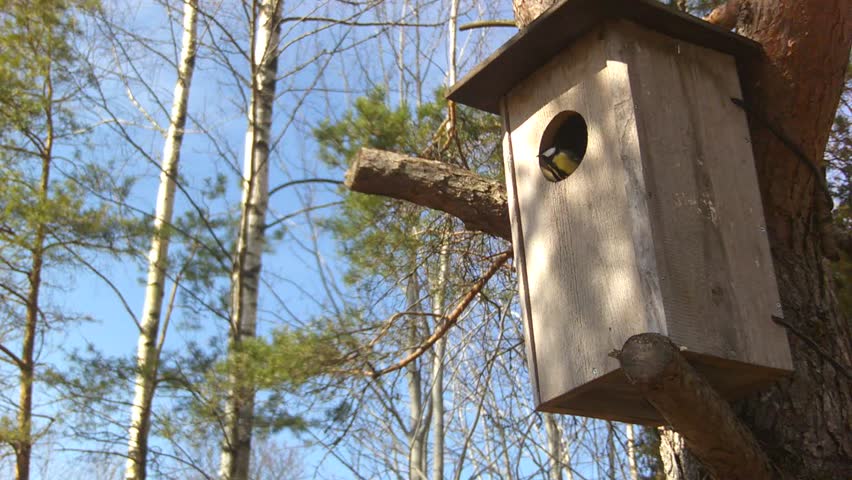Great tit (Parus major) inspecting a nest box that is actually made for owls. Saaremaa, Estonia.