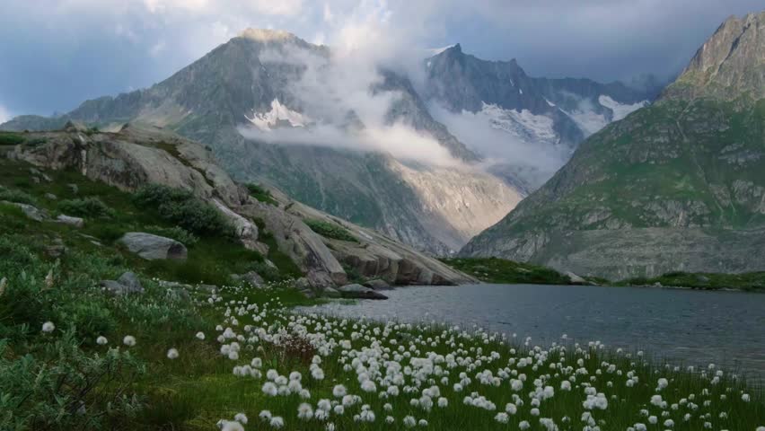 Steady shot of flowers and small lake in mountain glacier valley Great Aletsch Glacier Bernese Alp Switzerland