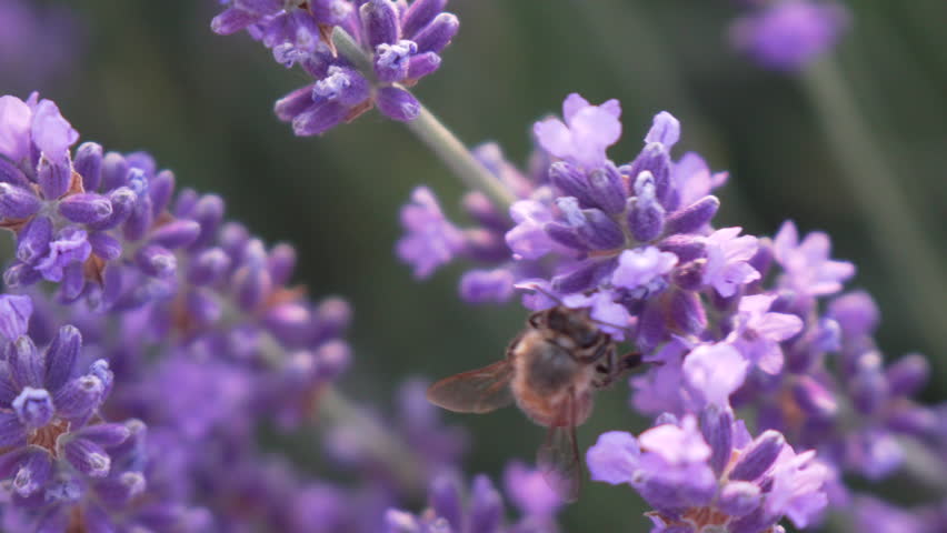 A Bee Gathering Nectar from Lavender Blossoms