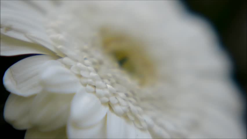 The white blossom of a gerbera