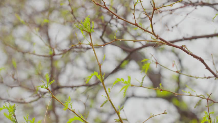 Tree bark glistens under steady rainfall in a Boulder forest.