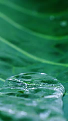 A clear water droplet rests on a lush green leaf with intricate textures, illuminated by gentle morning light. The natural scene highlights the beauty of nature and tranquility.